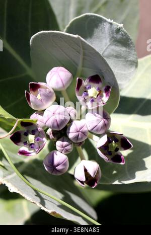 Une plante Calotropis procera, Ethiopie Banque D'Images