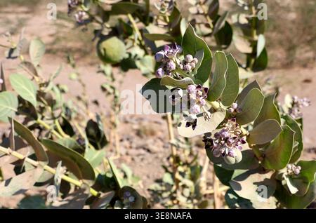 Une plante Calotropis procera, Ethiopie Banque D'Images