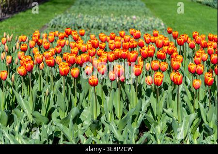 Les tulipes dans les jardins de Keukenhof Pays-Bas Banque D'Images