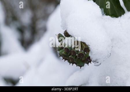 Efeu, Frucht, Früchte, BEI Schnee, Hedera Helix, Ivy, Ivy commun, Ivy anglais, fruit, neige, Lierre Grimpant Banque D'Images