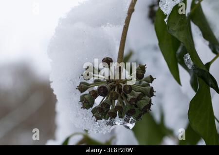 Efeu, Frucht, Früchte, BEI Schnee, Hedera Helix, Ivy, Ivy commun, Ivy anglais, fruit, neige, Lierre Grimpant Banque D'Images