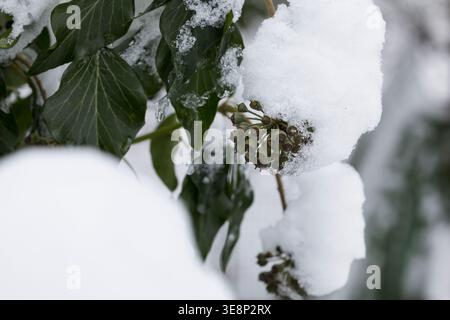 Efeu, Frucht, Früchte, BEI Schnee, Hedera Helix, Ivy, Ivy commun, Ivy anglais, fruit, neige, Lierre Grimpant Banque D'Images