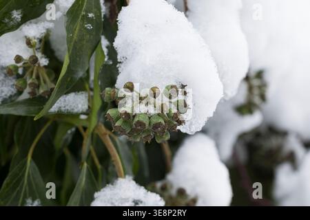 Efeu, Frucht, Früchte, BEI Schnee, Hedera Helix, Ivy, Ivy commun, Ivy anglais, fruit, neige, Lierre Grimpant Banque D'Images