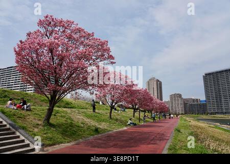 Cherry Blossom bordé du City Park Path avec des gens appréciant le pique-nique printanier et les promenades au bord de la rivière Banque D'Images