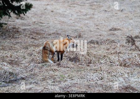 Renard roux retournant à la tanière avec une bouchée de campagnols un matin de printemps dans le nord du Wisconsin. Banque D'Images