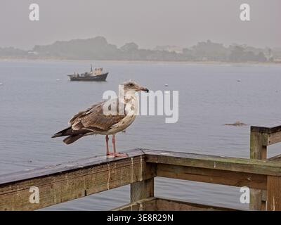 Goélette juvénile de l'Ouest perchée sur la rampe municipale du quai II, bateau de pose de pièges amarré à distance, côte de la baie brumeuse de Monterey, Californie Banque D'Images