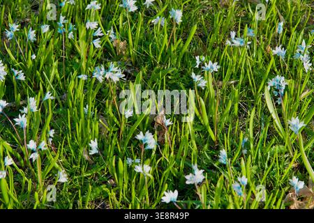 SBeautiful fond printanier avec de nombreuses fleurs bleu clair Chionodoxa luciliae (gloire de la neige) fleurissant parmi l'herbe verte vibrante dans un public Banque D'Images