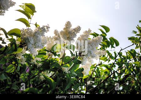 Gros plan des grappes parfumées de Syringa vulgaris Madame Lemoine aux feuilles vertes luxuriantes dans un parc printanier. Photo de haute qualité Banque D'Images
