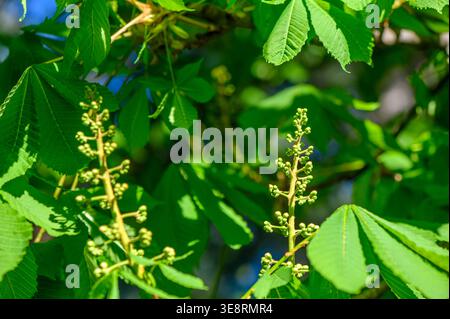 Floraison Horse Chestnut Tree Aesculus hippocastanum au printemps Banque D'Images