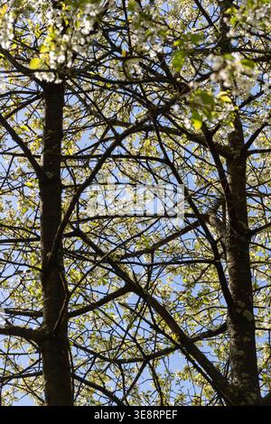 Vue à angle bas regardant vers le haut à travers des branches d'arbre en fleurs avec des fleurs blanches contre un ciel bleu clair. Atmosphère printanière fraîche. Banque D'Images