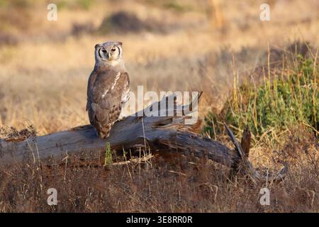 Milchuhu / aigle-hibou de Verreaux / Bubo lacteus ou Ketupa lactea Banque D'Images