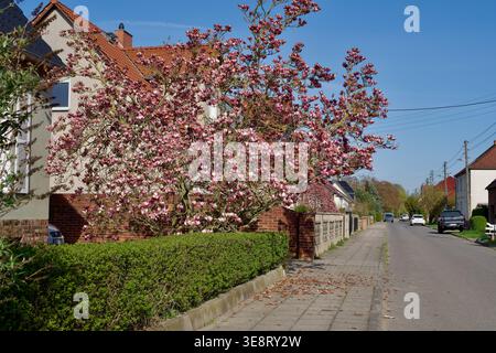 Arbre de magnolia rose fleuri dans une rue européenne tranquille au printemps Banque D'Images