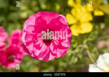 Vue rapprochée d'une fleur de ranoncule rose vibrante en pleine floraison avec des fleurs jaunes et blanches floues dans le fond algarve, portugal Banque D'Images