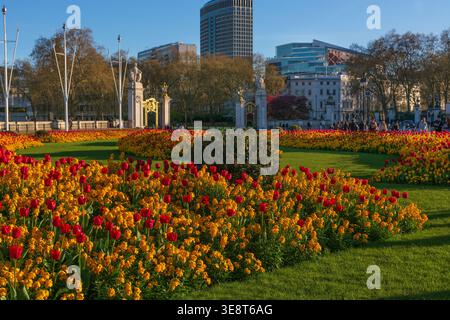 Buckingham Palace parterres de fleurs, tulipes de printemps, par une belle soirée de printemps chaude et ensoleillée, Londres, Springtime, Angleterre, Royaume-Uni. Parterres de fleurs formelles Banque D'Images
