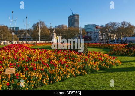 Buckingham Palace parterres de fleurs, tulipes de printemps, par une belle soirée de printemps chaude et ensoleillée, Londres, Springtime, Angleterre, Royaume-Uni. Parterres de fleurs formelles Banque D'Images