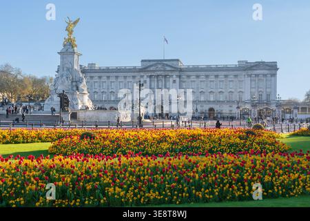 Buckingham Palace et tulipes de printemps sur une belle, chaude et ensoleillée soirée de printemps, Londres, Angleterre, ROYAUME-UNI. Printemps. Parterres de fleurs formelles Banque D'Images