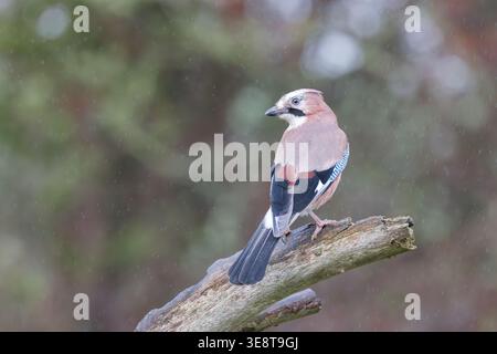 Jay eurasien [ Garrulus glandarius ] perché sur un arbre mort sous la pluie, Somerset, Royaume-Uni Banque D'Images