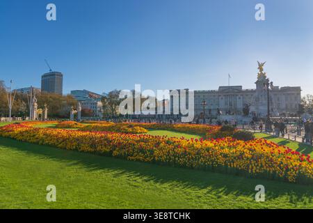 Buckingham Palace et tulipes de printemps sur une belle, chaude et ensoleillée soirée de printemps, Londres, Angleterre, ROYAUME-UNI. Printemps. Parterres de fleurs formelles Banque D'Images