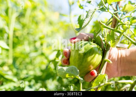 Une vue rapprochée des tomates cerises mûres cueillies à la main dans une vigne de jardin florissante. Baigné de lumière naturelle chaude, le toma rouge vif Banque D'Images