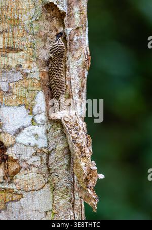 Nid d'abeilles ou de guêpes, peigne en forme de nid d'abeilles avec une couverture camouflée pour se fondre dans l'écorce d'arbre. Mindanao, Philippines. Banque D'Images