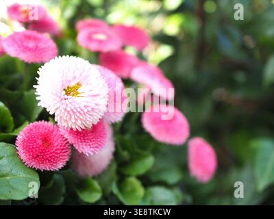 Gros plan d'une Marguerite commune horticole (bellis perennis L.) dans un pot de fleurs à Bonn, Allemagne. Banque D'Images