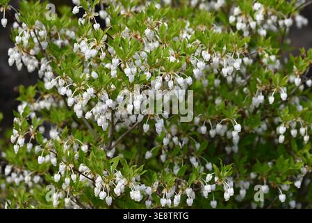 Enkianthus perulatus.nom japonais 'Dodan-tsutsuji '.les petites fleurs blanches en forme d'urne au printemps et le feuillage d'automne sont magnifiques. Banque D'Images