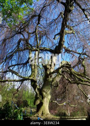 Noch ein Baum wie aus dem Maerchen -diese Haengerotbuche Hat sich ihren Namen wahrlich verdient Rotbuche - Haengebuche - Fagus silvatica pendula *** un autre arbre tout droit sorti d'un conte de fées ce hêtre a vraiment mérité son nom hêtre Hornbeam Fagus silvatica pendula Banque D'Images