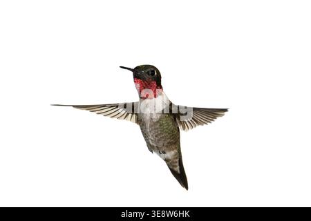 Colibri adulte mâle à gorge de rubis en vol stationnaire, ailes déployées. Portrait clair de la faune de style studio isolé sur un fond blanc Uni. Banque D'Images
