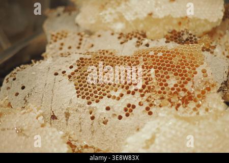 La structure en nid d'abeille montre le miel et la cire d'abeille dans le cadre Banque D'Images