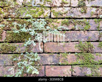 un ancien mur de briques altérées recouvert de mousse verte et de petites plantes sauvages. Fond naturel de maçonnerie organique pour la conception architecturale et de jardin. Banque D'Images