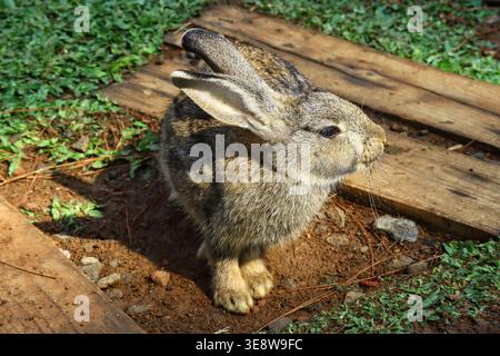 Jeune lapin de couleur agouti, lapin européen (Oryctolagus cuniculus domesticus), aux longues oreilles et à la fourrure gris-brun Banque D'Images
