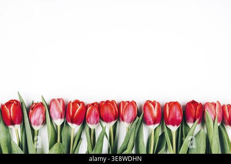 Tulipes roses et rouges dans une rangée sur un fond blanc isolé. Espace pour le texte Banque D'Images
