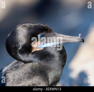Gros plan d'un cormoran de Brandt avec un œil bleu vif, une poche gulaire bleu vif et une plume sur son bec, la Jolla, Californie. Banque D'Images