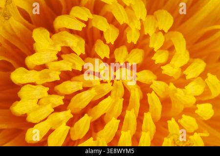 Ultra gros plan des étamines de pissenlit et du pistil (Taraxacum officinale) Banque D'Images