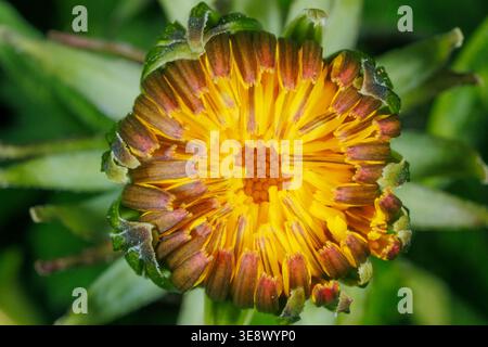 Ultra gros plan des étamines de pissenlit et du pistil (Taraxacum officinale) Banque D'Images