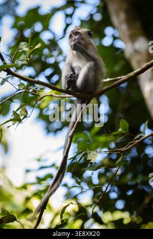 Singe macaque à longue queue se prélassant sur une branche d'arbre dans une forêt de Singapour. Banque D'Images