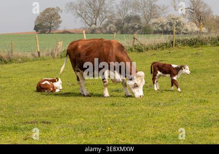 Bovins Hereford, vache avec des veaux en champ, Boyton, Suffolk, Angleterre, Royaume-Uni Banque D'Images