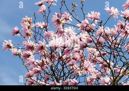 Fleurs roses de Magnolia stellata Chrysanthemiflora arbre en pleine floraison Banque D'Images