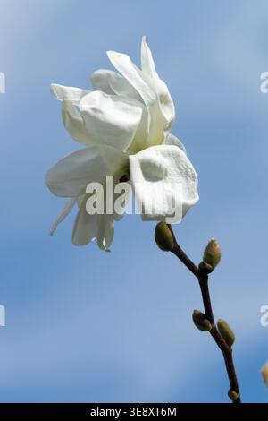 Fleurs blanches de Magnolia x loebneri 'Spring Snow' arbre en pleine floraison Banque D'Images