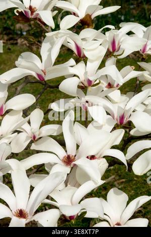Détail des fleurs blanches de l'arbre Magnolia cylindrica au printemps Banque D'Images