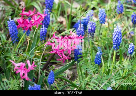 Fleurs vivaces rose Hyacinthus orientalis et bleu Muscari armeniacum au printemps Banque D'Images