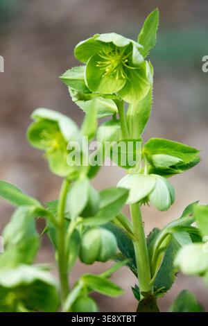 Détail des fleurs vert pâle de la plante vivace Helleborus × sternii au printemps Banque D'Images
