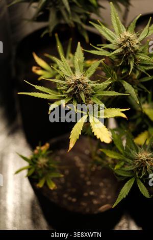Gros plan de plantes de cannabis en fleurs en intérieur dans des pots en tissu sous des lumières de culture, montrant des bourgeons résineux en développement et des feuilles vertes pointues. Banque D'Images