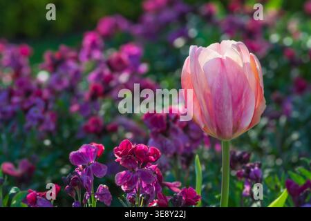 Tulipe rose et fleurs murales roses et violettes, schéma de plantation printanière Banque D'Images