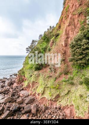 Teignmouth, Royaume-Uni. 16 avril 2026. Une partie de la falaise s’est effondrée au promontoire de Ness à Teignmouth, laissant une « cicatrice » visible et forçant la fermeture du South West Coast Path. Crédit : Thomas Faull/Alamy Live News Banque D'Images
