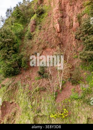 Teignmouth, Royaume-Uni. 16 avril 2026. Une partie de la falaise s’est effondrée au promontoire de Ness à Teignmouth, laissant une « cicatrice » visible et forçant la fermeture du South West Coast Path. Crédit : Thomas Faull/Alamy Live News Banque D'Images