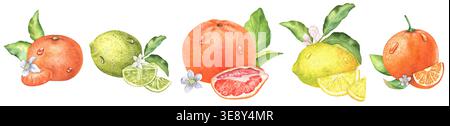 Ensemble d'agrumes aquarelle : mandarine, citron vert, pamplemousse, citron, orange avec des feuilles, fleurs, tranches. Images isolées. Illustrations peintes à la main. Pour Banque D'Images