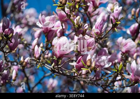 Magnolia soulangeana en pleine floraison. Beaucoup de fleurs roses et blanches sur un arbre un jour ensoleillé de printemps. Banque D'Images