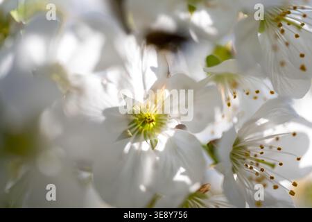 Untermerzbach, Allemagne. 16 avril 2026. Les fleurs d'un cerisier brillent contre le soleil. La floraison des cerisiers en Franconie bat son plein. Crédit : Pia Bayer/dpa/Alamy Live News Banque D'Images