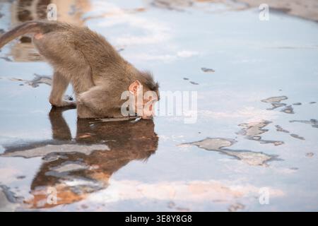 Macaque barbarie, singe rhésus eau potable de flaque, faune et environnement urbain en Inde Banque D'Images